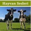 Hayvan Sesleri
