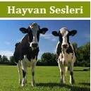 hayvan sesleri