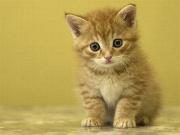 Kedi