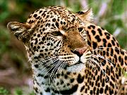 leopar