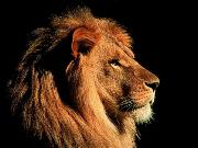 aslan