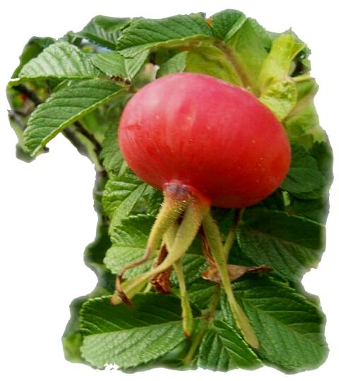 kuşburnu