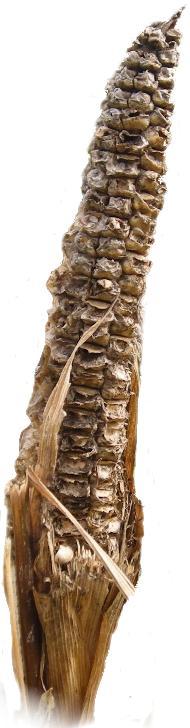 kutuni